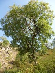 Picturesque tree at a lake near Ranakpur