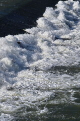 Weir of the Cascine on the Arno river in Florence, Italy