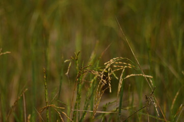 Grown paddy or rice seeds ready to harvest 