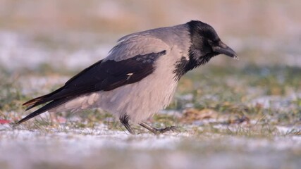 Hooded Crow in the snow - Powered by Adobe