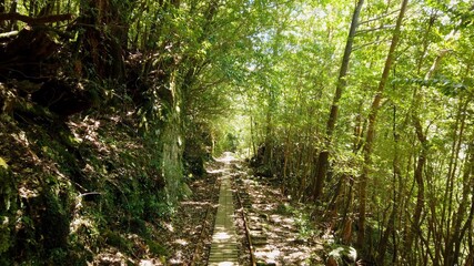 Obraz premium 屋久島 屋久杉 縄文杉トレッキング 国立公園 鹿児島