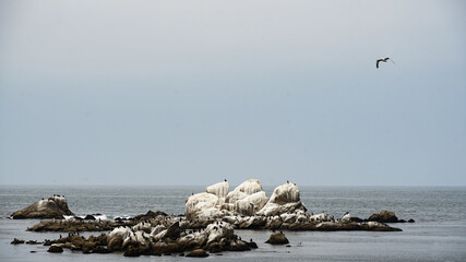 Sea birds populate a rock formation white from guano under a gray sky