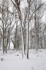 Dans les bois d'Auvers sur Oise en Hiver