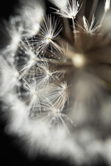 Dandelions macro on a black background. Selective focus. Spring fluffy white flowers with water droplets. Black and white monochrome natural minimalism. Vertical composition, full frame, copy space