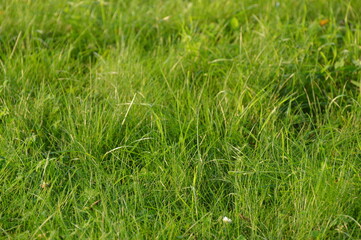 Green background with fresh grass. Natural floral background. Spring or summer garden. Blooming ecology nature landscape