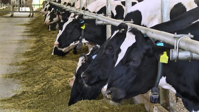 dairy cows on a farm with free range