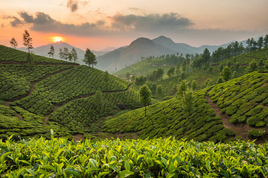 Tea plantations in Munnar, Kerala, India