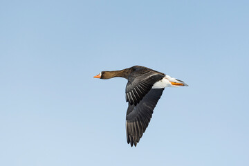 マガン飛翔(Greater white-fronted goose)