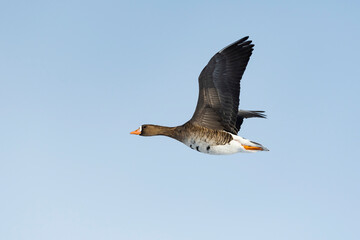 マガン飛翔(Greater white-fronted goose)