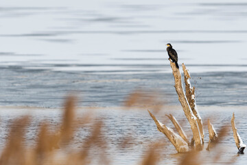 カワウ(Great Cormorant)