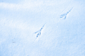 Footprints of a bird on white snow, top view.