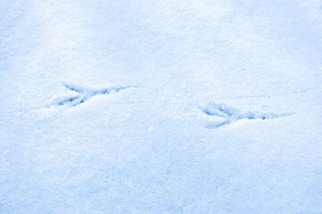 Footprints of a bird on white snow, top view.