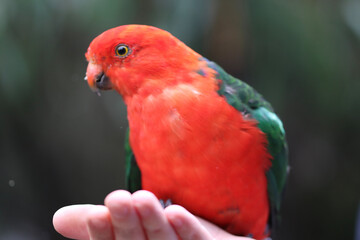 Fototapeta na wymiar red and green parrot