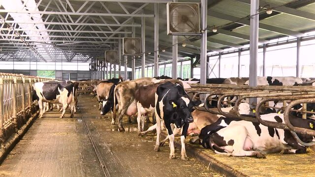 dairy cows on a farm with free range