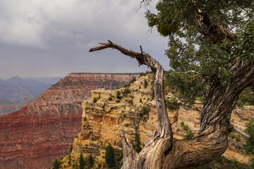 Gnarled tree looking over the rim of Grand Canyon on a hazy day