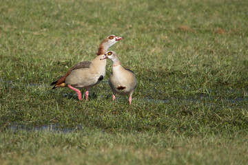 Nilgänse auf einer feuchten Wiese