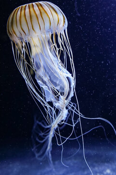 Portrait format image of a jellyfish before a black background dotted with white spots like a starry sky