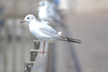 seagull, bird, freedom, wildlife, flying, gull, sea, beach, flight, nature, sky, ocean, flock, wings, water, seabird