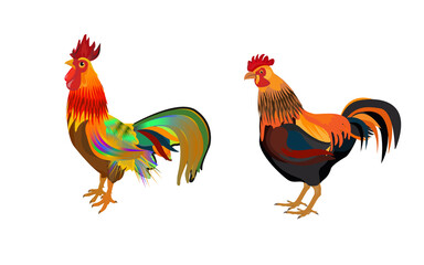 Set of Rooster vector illustration Design. Chicken Rooster, rooster cartoon .Beautiful colorful rooster isolated on white background