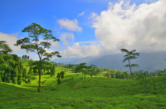 Rangli rangliot tea garden in Darjeeling district in India.	