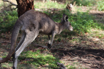 kangaroo and baby