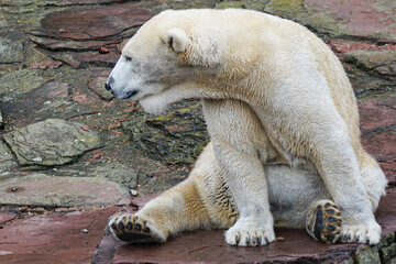 Polar bear with discolored fur sitting on red rocks