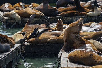 San Franciso harbor sea lions basking in the sun
