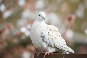 Eurasian Collared dove against a colourful background of a blossom tree