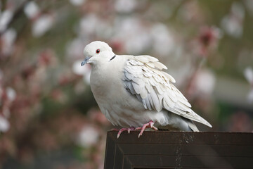 Eurasian Collared dove against a colourful background of a blossom tree