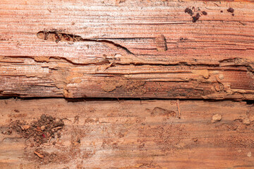 wood surface with traces of damage by bark beetle larvae