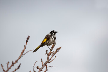 Australian honeyeater bird perched on a branch