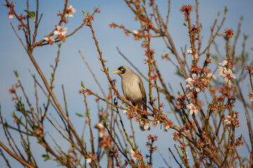 Australian noisy miner bird