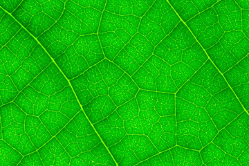 green leaf texture
