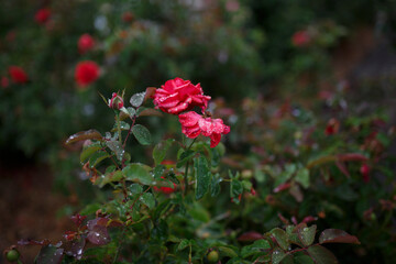 Roses in the garden