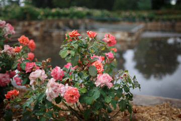 Roses in the garden