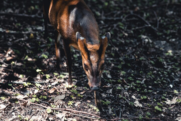 Sika deer female eating grass