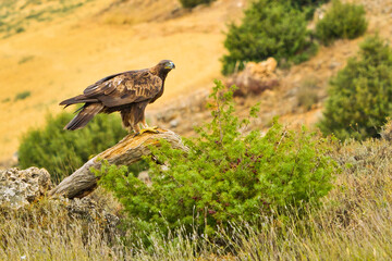 Golden Eagle, Aquila chrysaetos, Mediterranean Forest, Castile and Leon, Spain, Europe