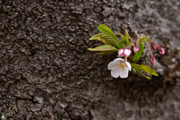 桜の木の幹に咲くサクラの花