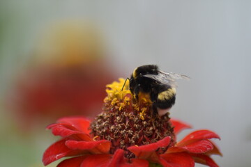 bee pollinates flower in garden