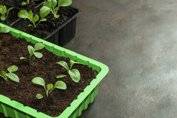 Young flower petunia seedlings in small plastic pots on blue background.