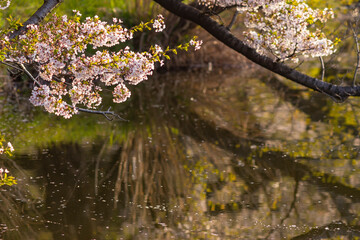 Obraz na płótnie Canvas 公園の桜と池