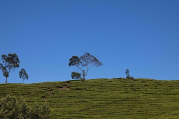Obraz premium Treen in tea garden