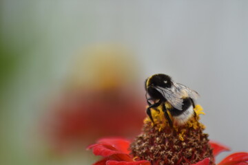 bee pollinates flower in garden