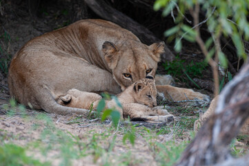 A female Lion seen with her cubs at a den site on a safari in South Africa