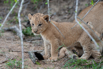 Tiny Lion Cub seen on a safari in South Africa