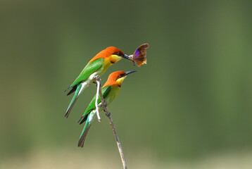Chestnut-headed Bee-eater, The birds are happy with their family.