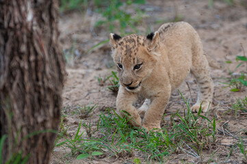 Naklejka na ściany i meble Tiny Lion Cub seen on a safari in South Africa