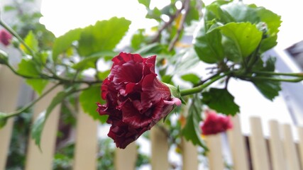 Photo of Dark Red color Hibiscus rosa-sinensis in the garden also known as Red Dragon Hibiscus