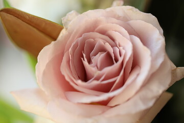 bouquet of roses, pink rose close up