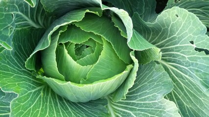 Cabbage, cabbage head, cabbage flower, vegetables, agriculture,
